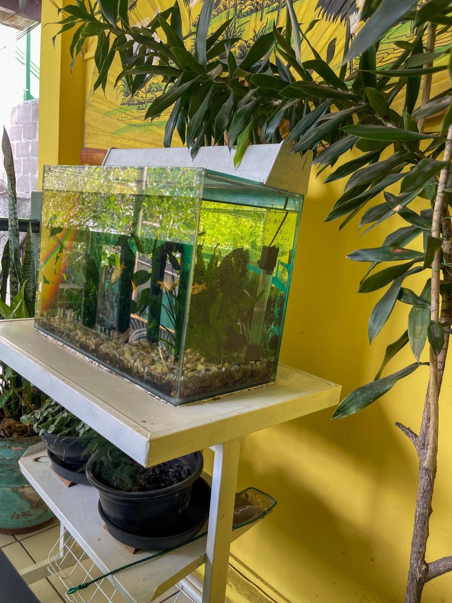 Onca Da Praia Hostel Vitoria Luaran gambar